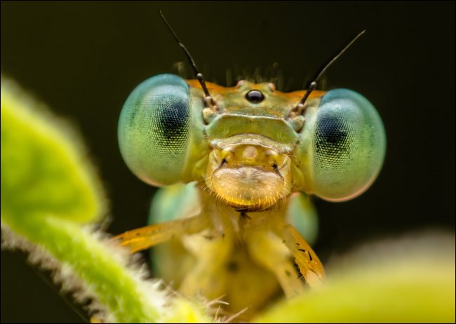 Une photo macro d'un insecte.